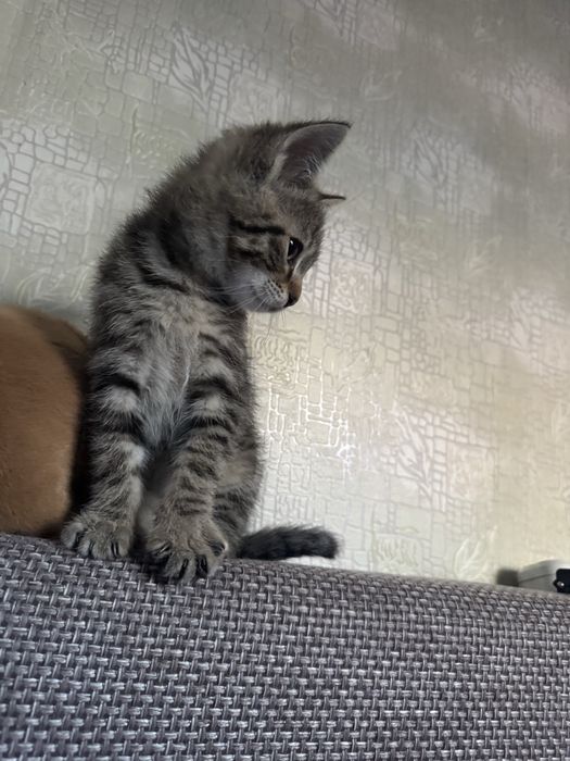 Маленький котенок