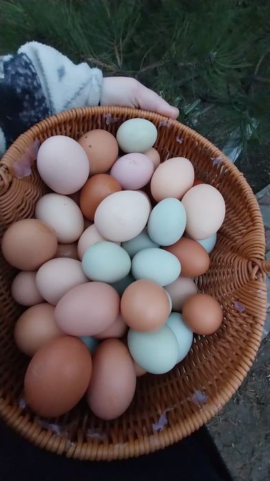 Яйцо домашнее куриное