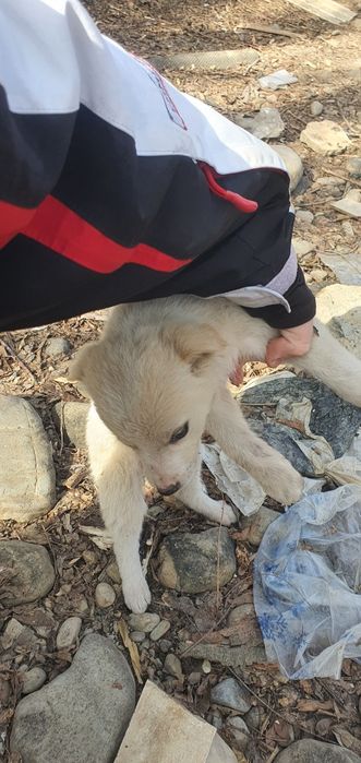 Щенки в добрые руки