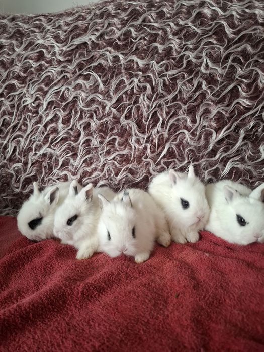 Продавам декоративни зайчета за 10 евро