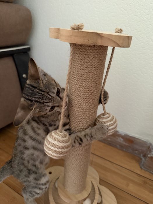 Отдам котенка в добрые руки