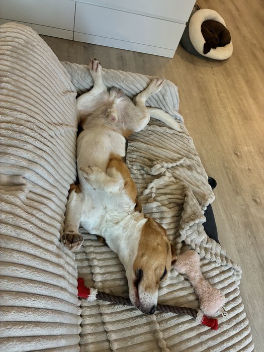 Pet sitting/ Dog boarding