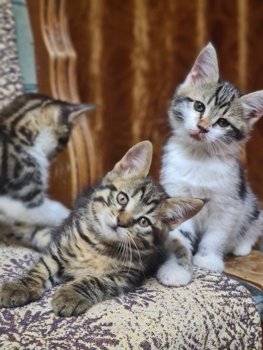 Мейн-кун бастары котята