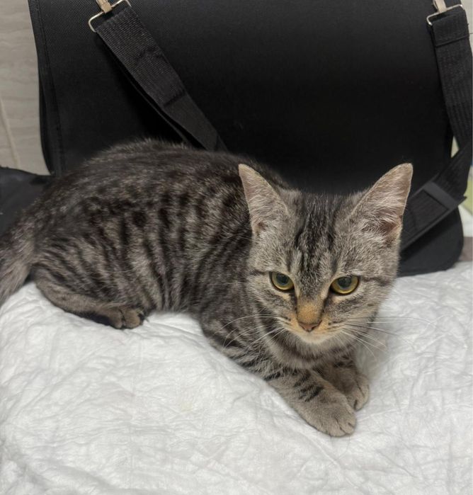 Замечательная кошечка  ищет семью!