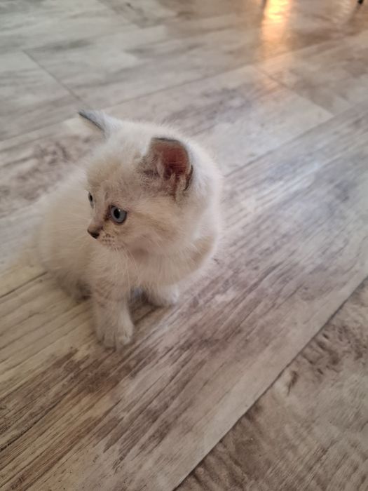 Дарю  красивого котёнка