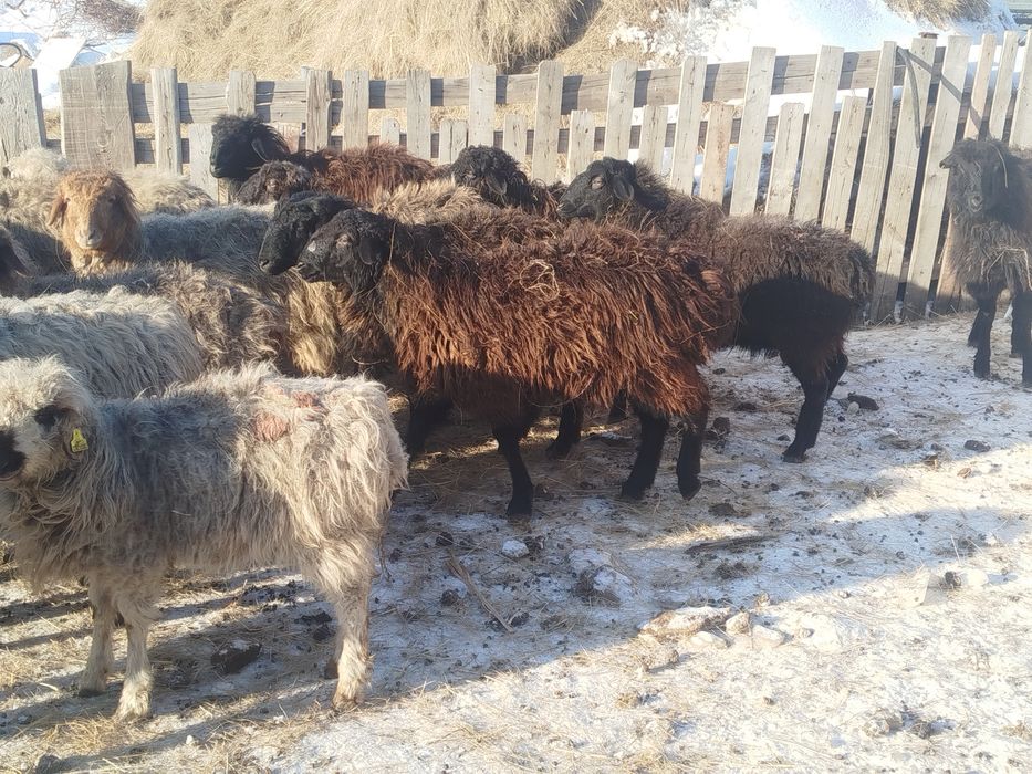 Продам баран на развод, можно на докорм