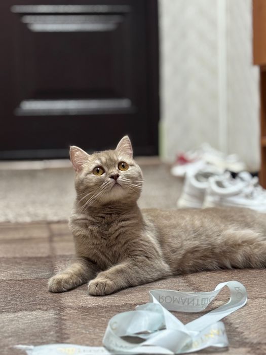 Отдадим в хорошие руки кошку