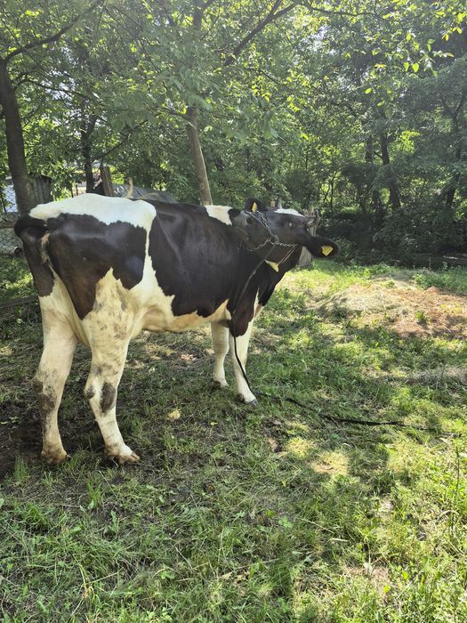 Vand vaca rasa Holstein