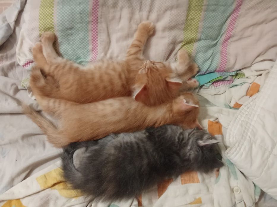 Отдам котят в добрые руки.