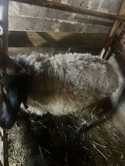 Коч порода Плевенска Черноглава