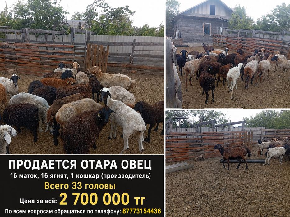 Продам баран. 33 головы. Торг имеется.