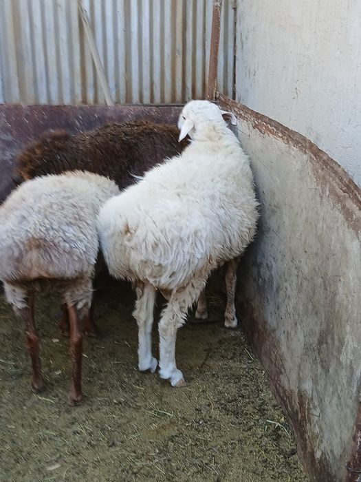 продам кочкара год и три месяца