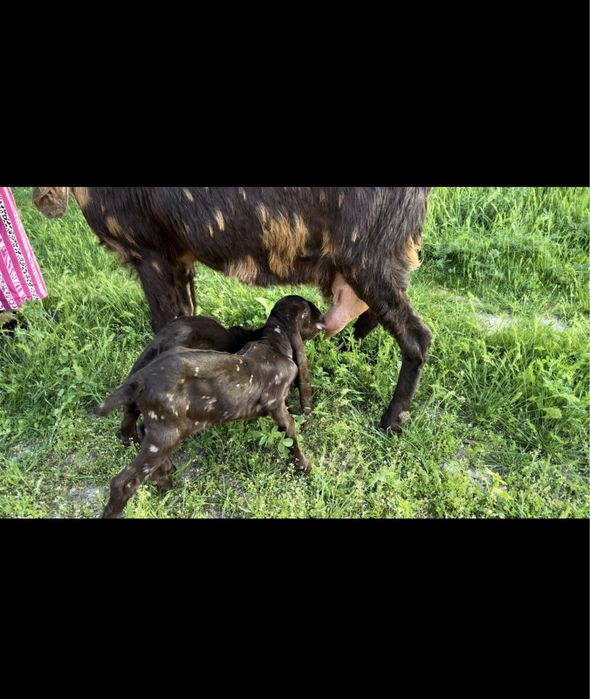 Камори ешкі сатылады..