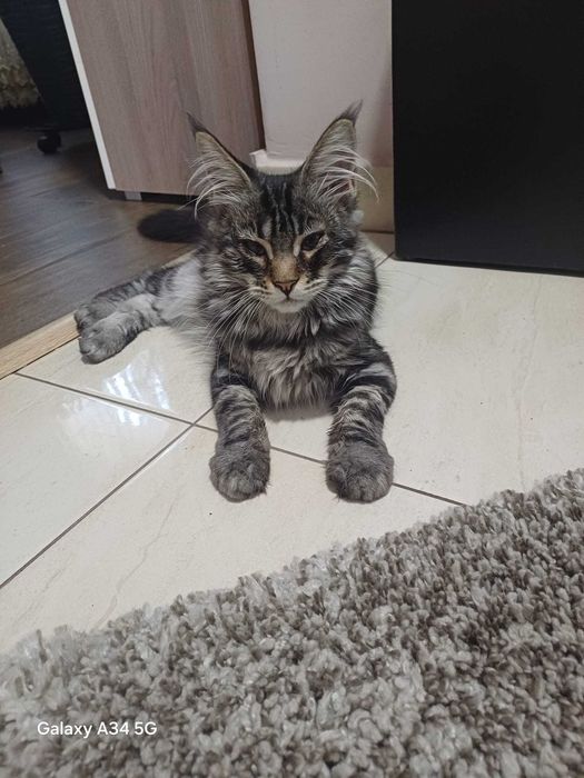 Pisica Maine Coon cu Pedigree si drep de reproducere