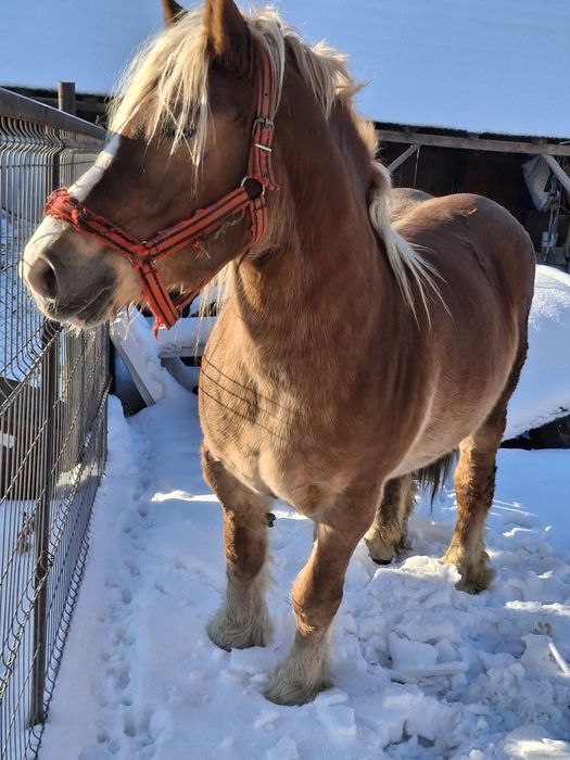 Vand iapa grea  gestanta