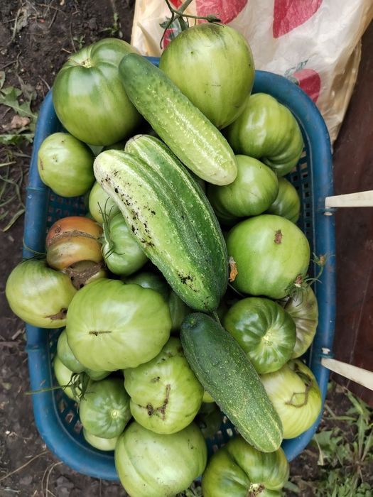 Продам дачу на садоводческом товариществе РОМАШКА