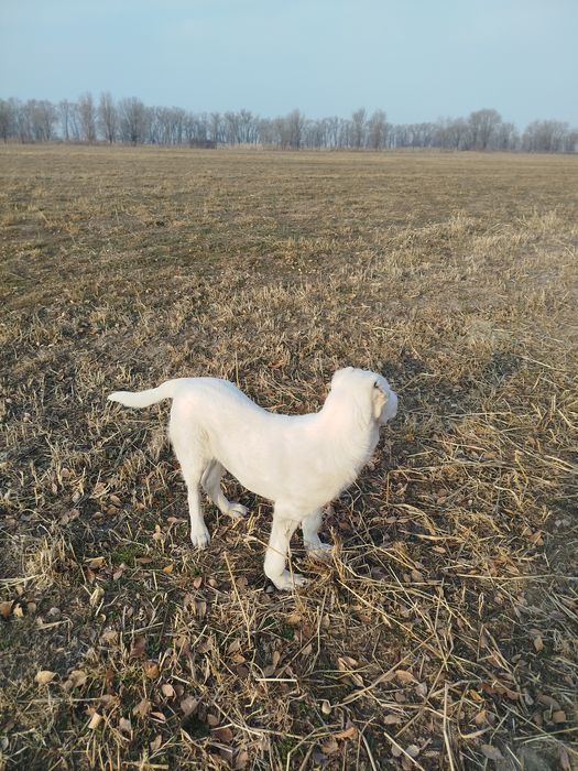 Щинок алобай 5месецов