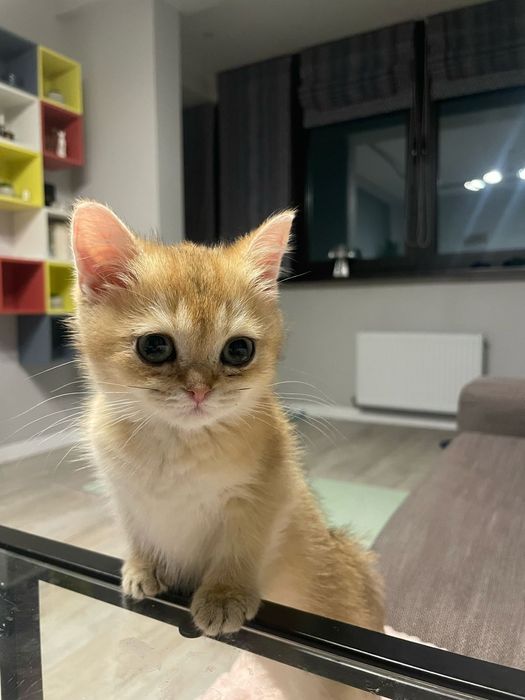 Бриташка золотой