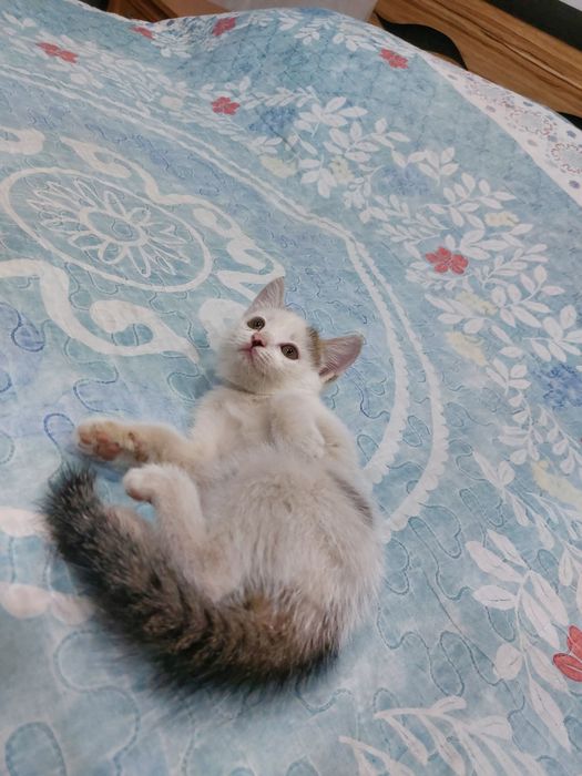 Отдам бесплатно котенка