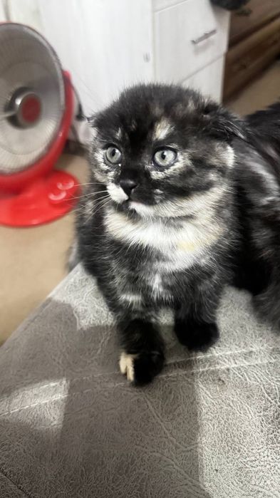 Продам  котёноки