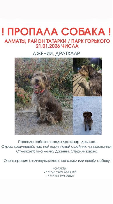 Пропала собака г.Алматы