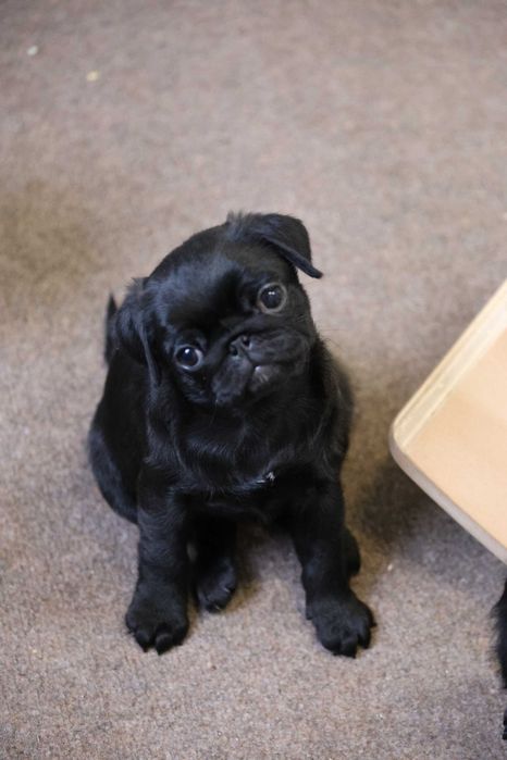 Mops Pug cu pedigree canisa Dogisland autorizata