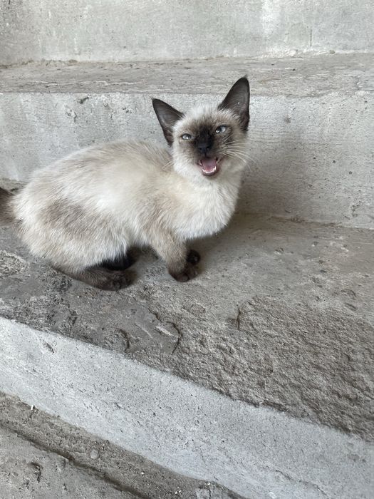 Отдам сиамскую кошку