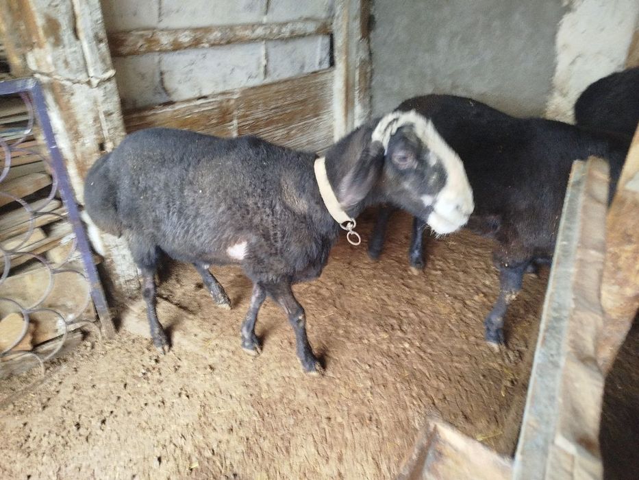 Кучкор 2 та сотиладиган