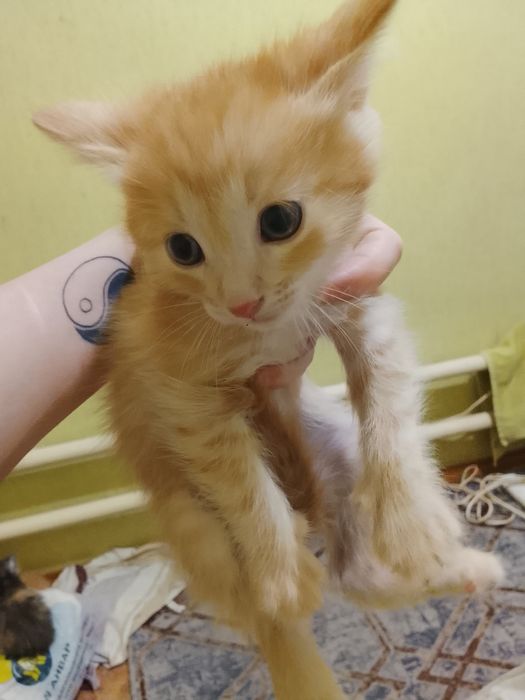 Бесплатно! Только в добрые руки!!!