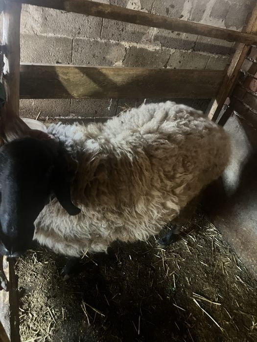 Коч порода Плевенска Черноглава