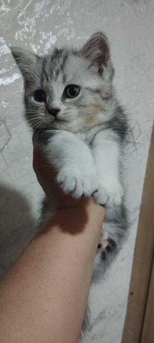 Мушук Сотилади Кизбола Шиншилла 2 ойлик