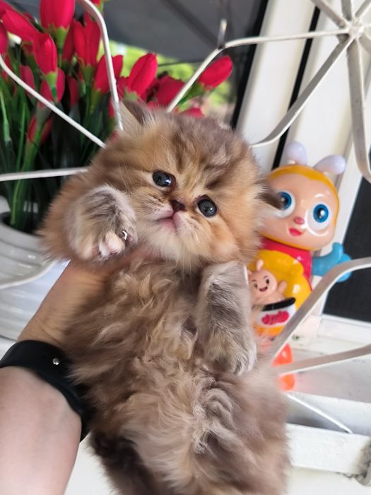 Чистокровные котята