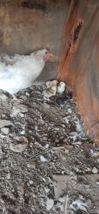 Курица с цыплятами