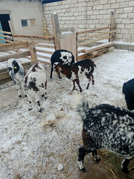 асыл тұқымды ешкілер сатылады