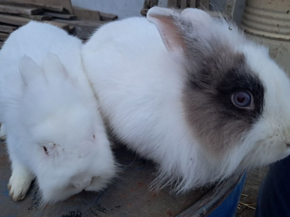 Iepuri cap de leu 1 an