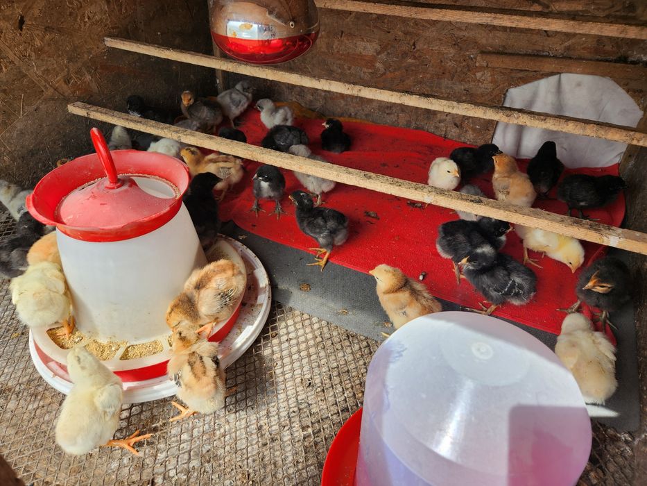 Pui Australorp dar si alte rase selectate vârste diferite