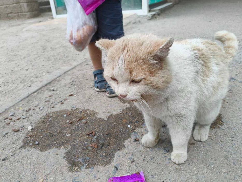 Срочно дом котику! Британец, возраст 5 лет