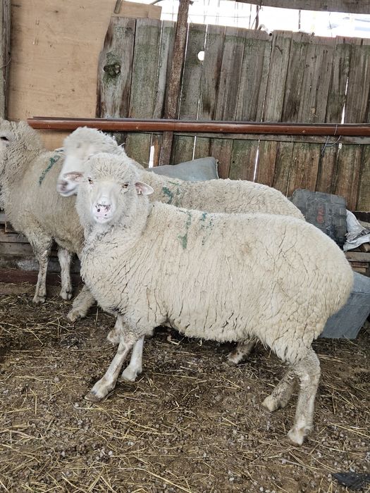 Қой бараны овцы сатам 3 бас  бар