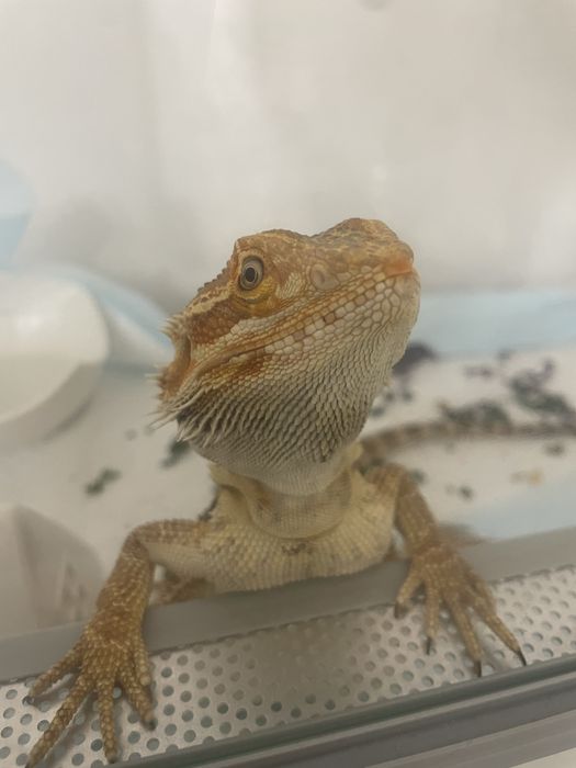 Agama cu barba aprope 2 ani +terariu curat+lampa de incalzire
