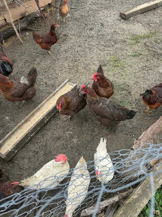 Катунски Кокошки