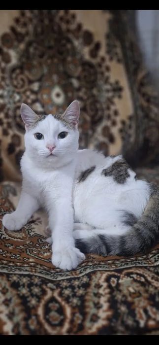 Отдам кастрированного котика