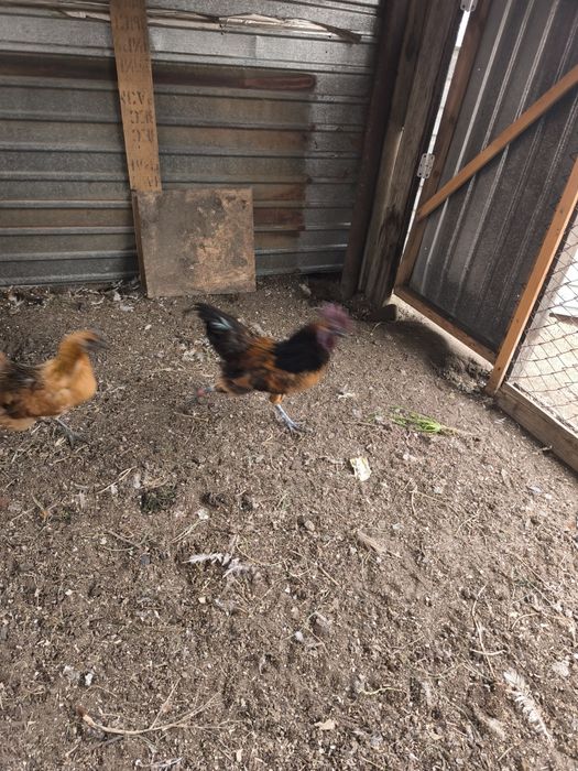 Петух молодой Ланкедази