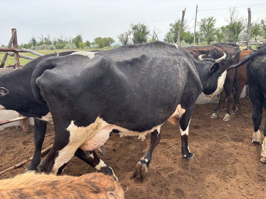 Дойная корова крупная