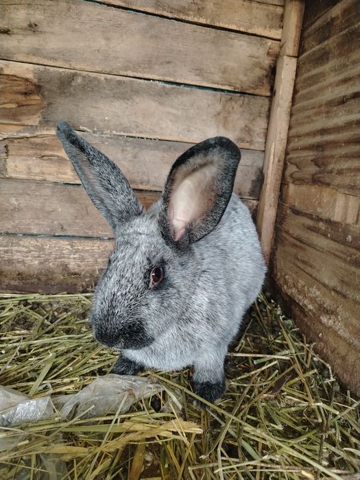 Коян сатылады пародасы фландир