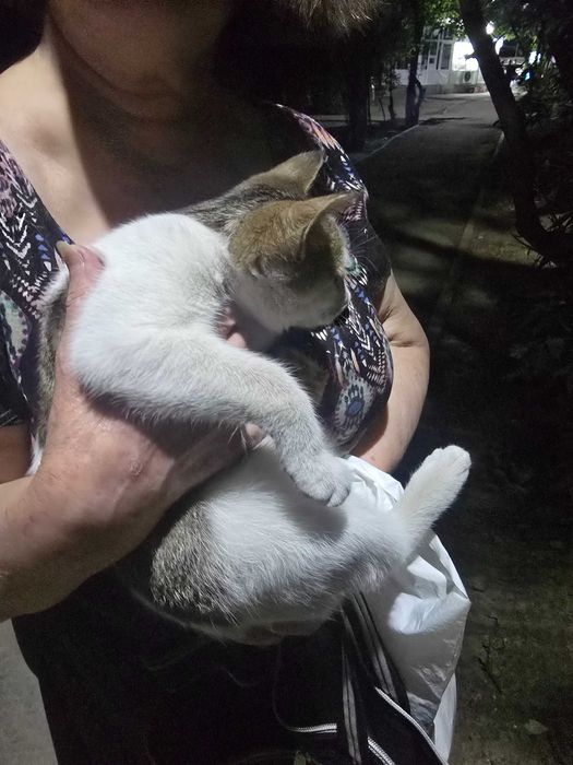 Маленький котенок
