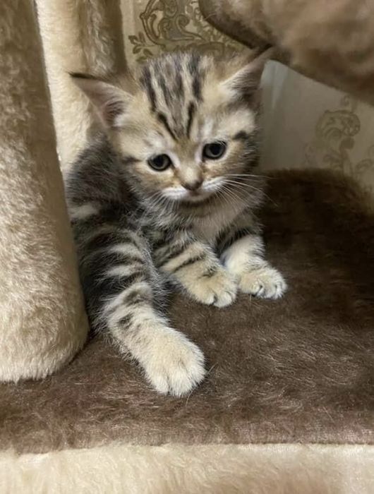 Британские котята