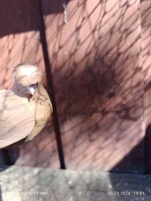 Голубь жёлтый самец