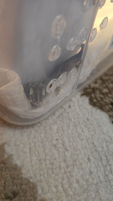 продам сцинкового геккона