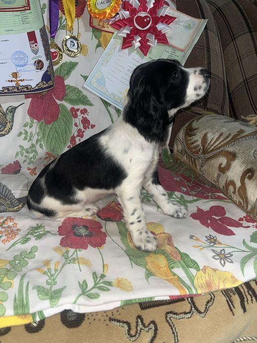 Русский охотничий спаниель