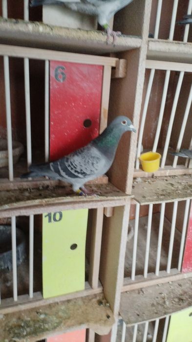 Porumbei voiajori fond-maraton